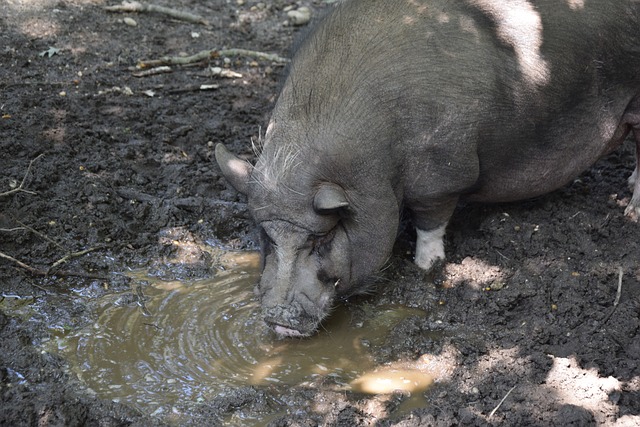多的年轻球 多的年轻球